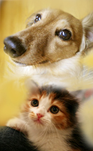動物耳科専門クリニック主の枝｜犬猫の外耳炎・中耳炎・耳の病気