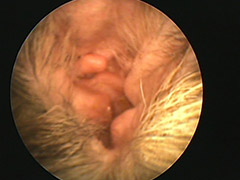 外耳炎治療における犬の耳の中